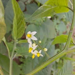 Solanum americanum