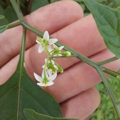 Solanum americanum