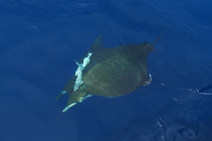Mobula tarapacana