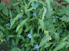 Commelina auriculata