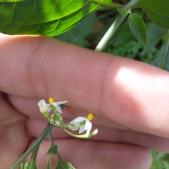 Solanum americanum