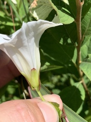 Calystegia sepium angulata