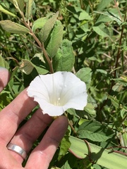 Calystegia sepium angulata