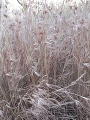 Themeda arguens
