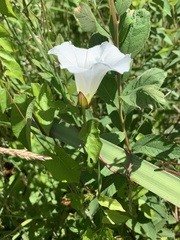 Calystegia sepium angulata