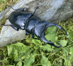 Dorcus nepalensis