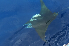 Mobula tarapacana
