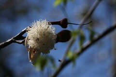 Pseudobombax munguba