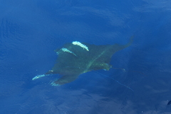 Mobula tarapacana