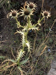 Eryngium carlinae