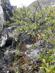 Poa glauca
