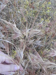 Themeda arguens
