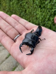 Dorcus antaeus antaeus