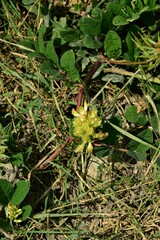 Astragalus glycyphyllos