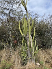 Cereus hankeanus
