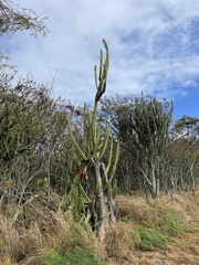Cereus hankeanus