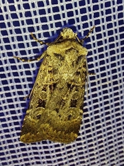 Chersotis multangula