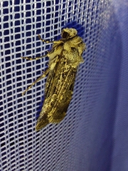 Chersotis multangula