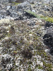 Agrostis mertensii