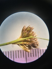 Juncus confusus