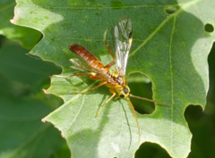 Tenthredopsis litterata