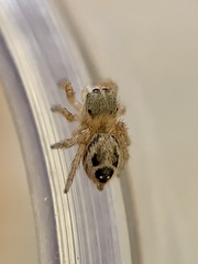 Habronattus texanus
