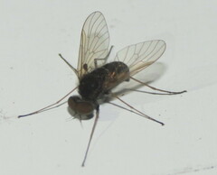 Chrysopilus proximus