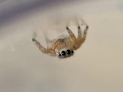 Habronattus texanus