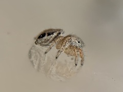 Habronattus texanus