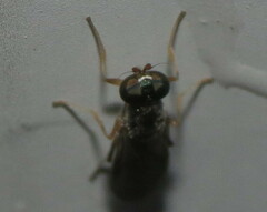 Merosargus caeruleifrons