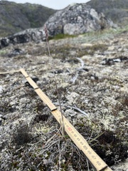 Koeleria spicata