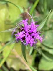 Liatris squarrosa