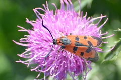 Zygaena laeta