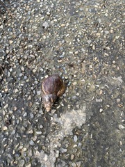 Gastropoda