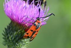 Zygaena laeta