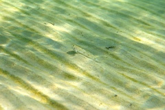 Favonigobius lateralis