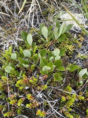 Salix arctophila