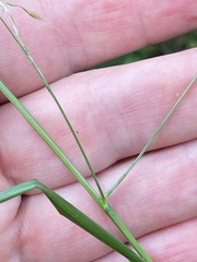 Bromus ramosus
