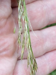 Bromus ramosus