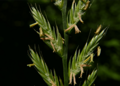 Thinopyrum elongatum