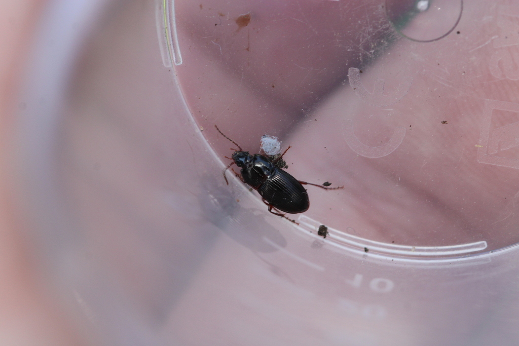 Pterostichus unctulatus