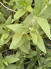 Erythranthe erubescens