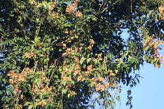 Heteropterys intermedia