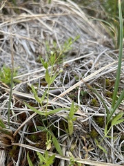 Stellaria calycantha
