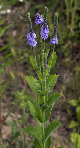 hoary vervain