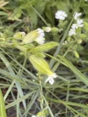 Erythranthe erubescens