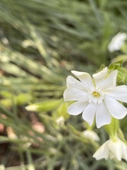 Erythranthe erubescens