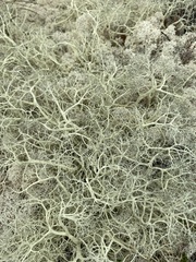 Alectoria ochroleuca