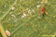 Anagyrus pseudococci