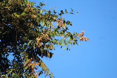 Heteropterys intermedia